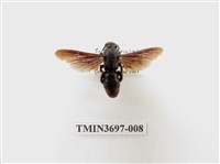 藏品(膜翅目(蜂))的圖片